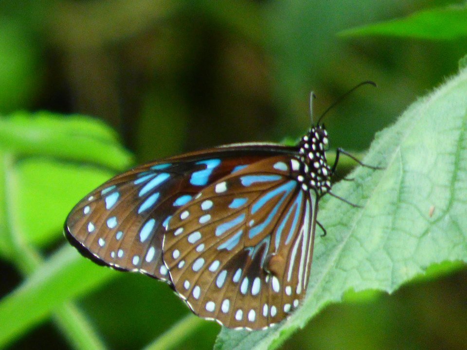butterflies of nepal