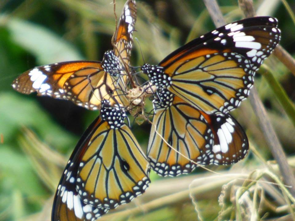 butterflies of nepal