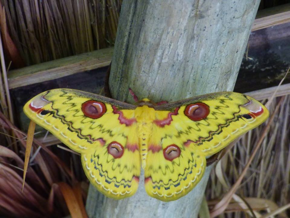 butterfly nepal