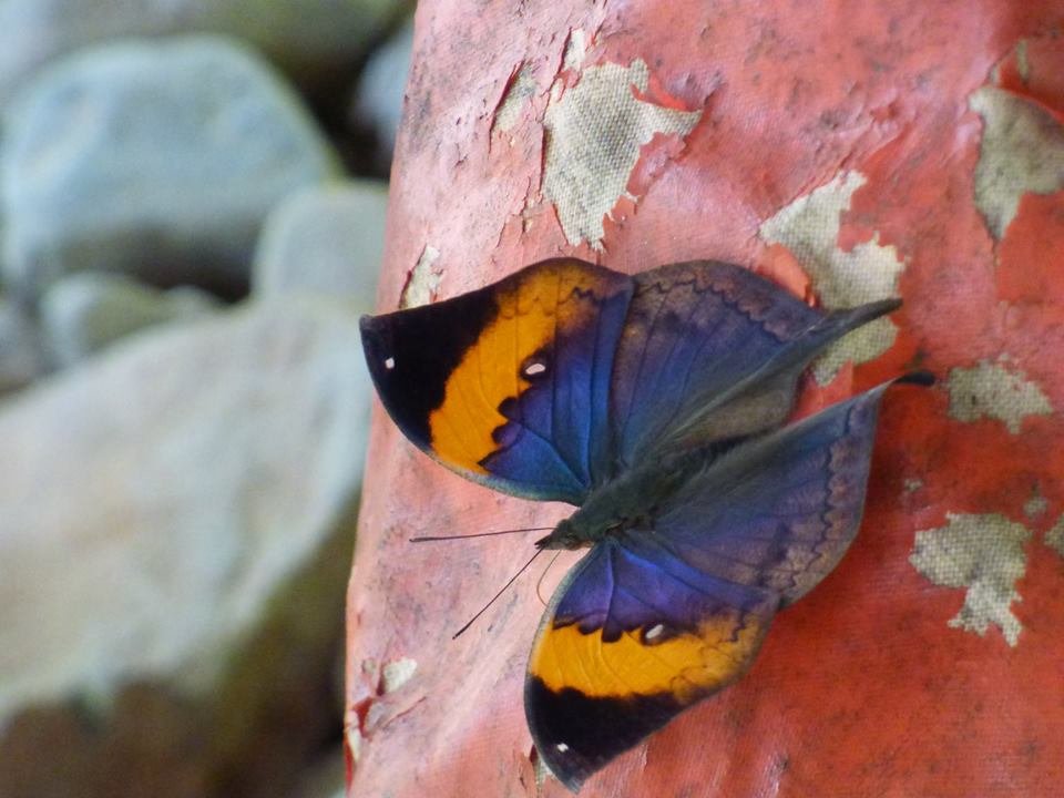 butterflies of nepal